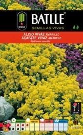 Aliso Anual Amarillo - Semillas - Batlle - El Nou Garden