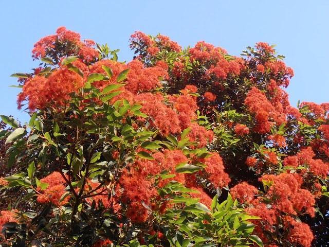 Eucalipto de flores rojas - Eucalyptus ficifolia - Corymbia ficifolia - El Nou Garden