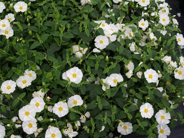 Jara híbrida blanca - Cistus corbariensis