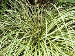 Cárice Evergold - Carex oshimensis - El Nou Garden
