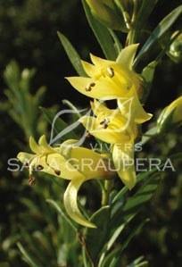 Eremophila Aurea - El Nou Garden