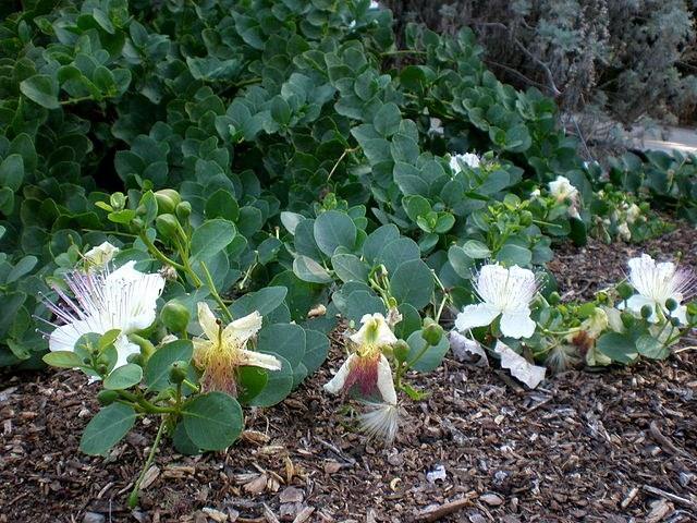 Alcaparra - Capparis spinosa - Semillas naturales - El Nou Garden