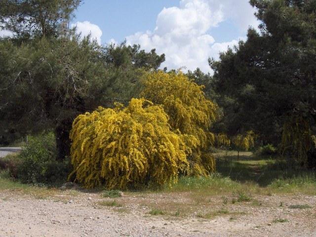 Acacia de hoja azul - Acacia saligna - Acacia cyanophylla - - El Nou Garden