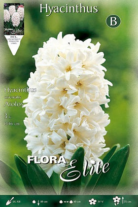 Jacinto blanco - Hyacinthus - Bulbos