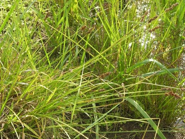 Cárice vulpina - Carex vulpina cuprina - El Nou Garden