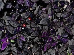 Chile Black Olive - Capsicum annuum - Semillas naturales - El Nou Garden