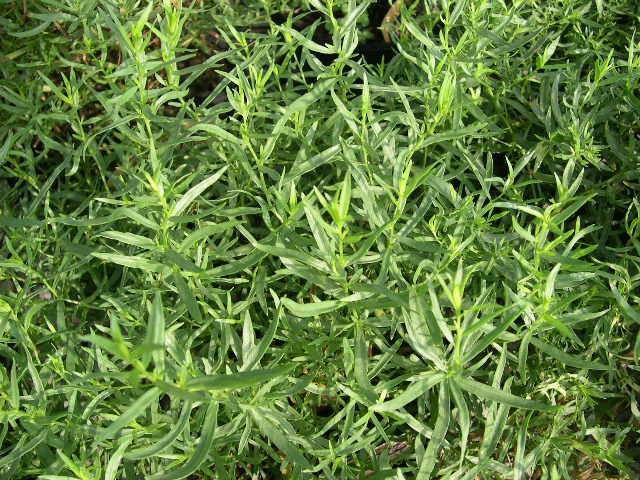 Estragón - Artemisia dracunculus - El Nou Garden