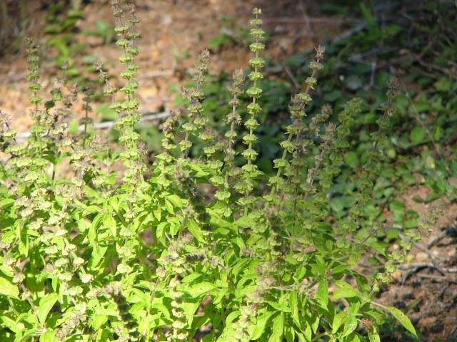 Albahaca de limón - Ocimum basilicum americanum - Semillas ECO - El Nou Garden