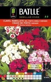 Clavel del poeta doble variado - Dianthus barbatus - Semillas - Batlle - El Nou Garden
