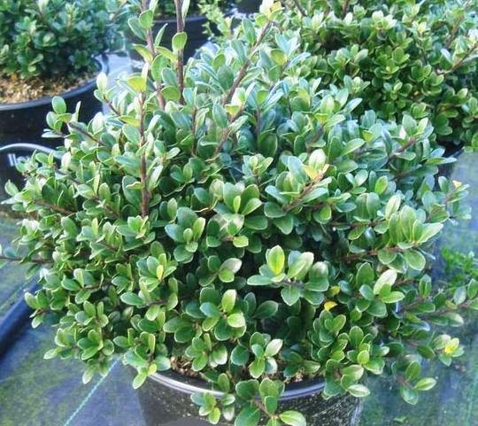 Acebo japonés Green Hedge - Ilex crenata - El Nou Garden