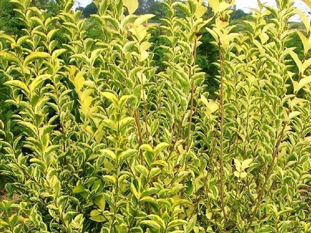 Alheña aúrea - Ligustrum ovalifolium aureum - El Nou Garden