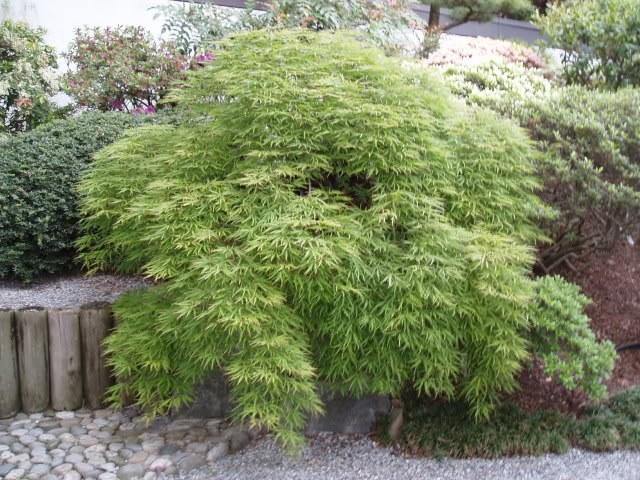 Arce japonés Flavescens - Acer palmatum dissectum Flavescens - El Nou Garden