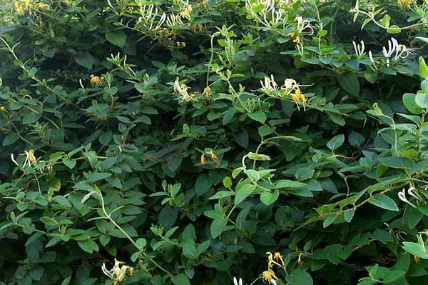 Madreselva de jardín - Lonicera japonica Halliana