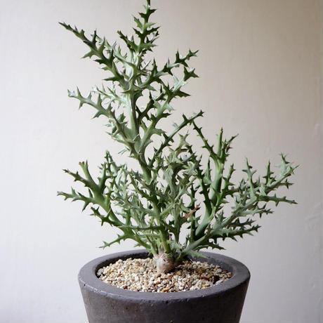 Euforbio Stenoclada - Euphorbia - El Nou Garden