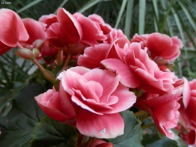 Begonia de flor - Begonia elatior - Begonia Hiemalis - El Nou Garden