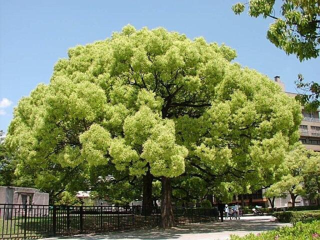 Alcanforero - Cinnamomum camphora - Árbol del alcanfor - El Nou Garden