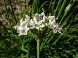 Cebollino chino - Allium tuberosum - Semillas naturales - El Nou Garden