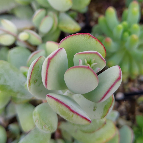 Oreja de cerdo - Cotyledon orbiculata