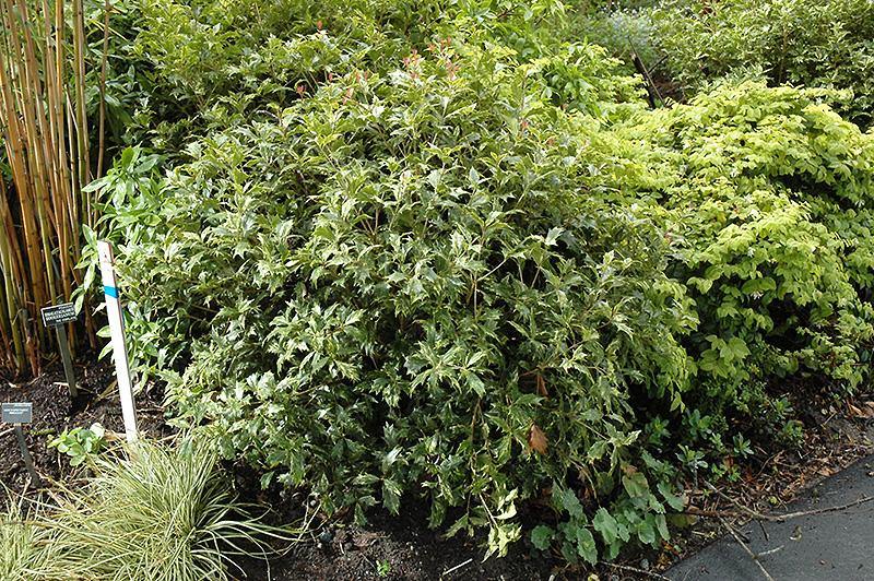 Falso acebo variegado - Osmanthus heterophyllus Variegatus - El Nou Garden