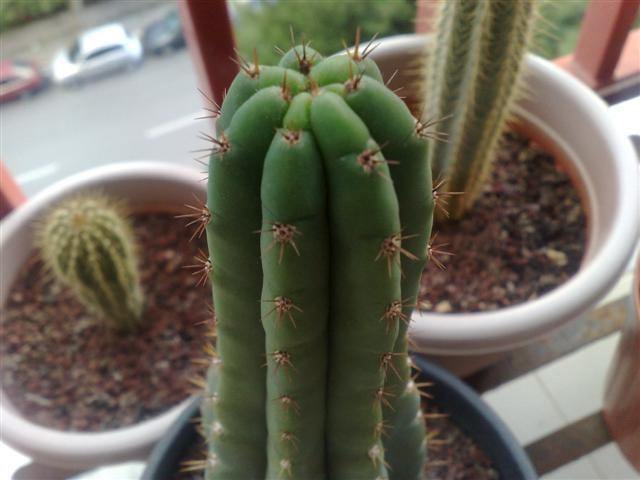 Cactus de san Pedro - Echinopsis pachanoi - El Nou Garden