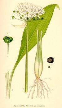 Ajo de oso - Allium ursinum - Semillas naturales - El Nou Garden