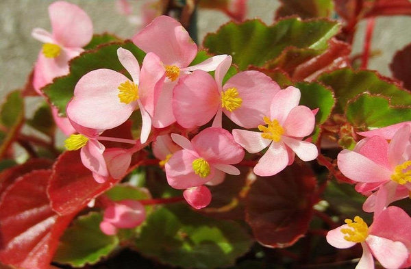 Begonia - Begonia semperflorens
