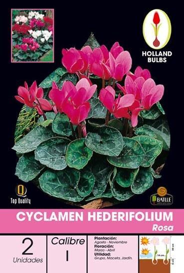 Ciclamen heredifolium rosa - Bulbos - El Nou Garden