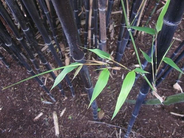 Bambú negro - Phyllostachys nigra - El Nou Garden