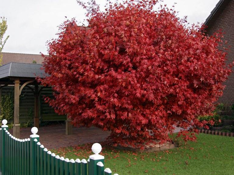 Arce japonés Fireglow - Acer palmatum Fireglow - El Nou Garden