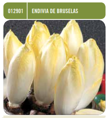 Endivia de Bruselas - Cichorium endivia - Semillas - Batlle - El Nou Garden