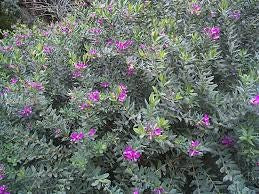 Poligala - Polygala myrtifolia - Lechera del Cabo