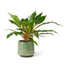 Cinta Green Orange - Chlorophytum orchidastrum - El Nou Garden