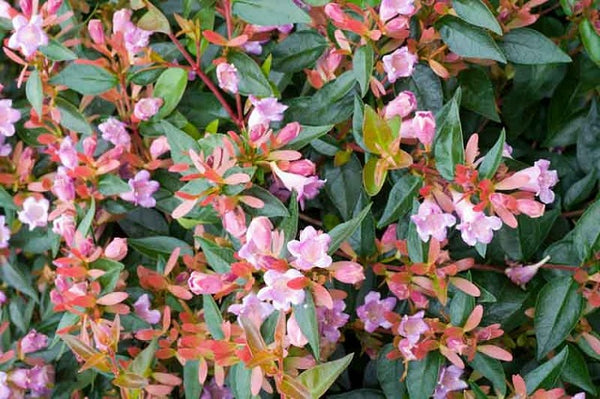 Abelia Edward Goucher - Abelia grandiflora