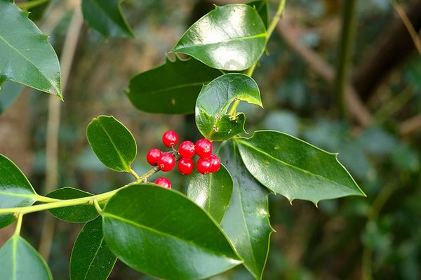 Acebo común J. C. van Tol - Ilex aquifolium