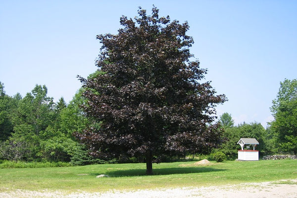Arce real Crimson King - Acer platanoides
