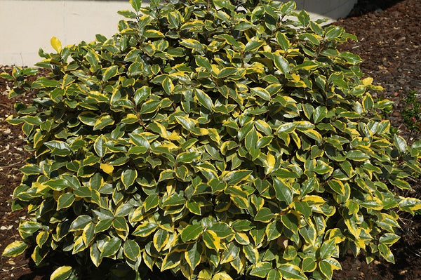 <tc>Eleagno Viveleg - Elaeagnus ebbingei</tc>