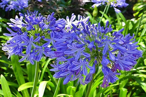 Agapanto - Agapanthus africanus