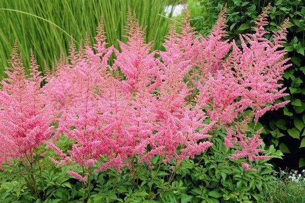 Espirea de pluma - Astilbe x arendsii