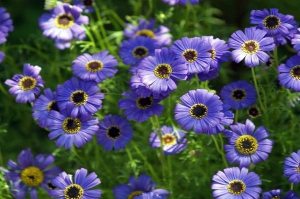 Brachicome - Brachycome iberidifolia