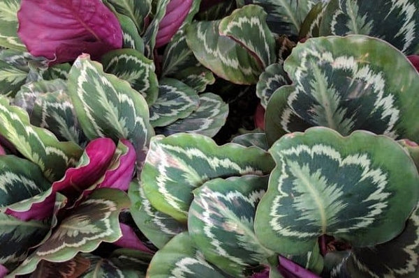 Calatea Roseopicta - Calathea
