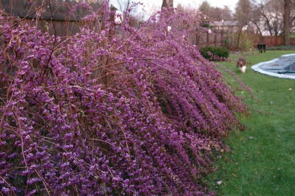 Callicarpa Issai - Callicarpa dichotoma