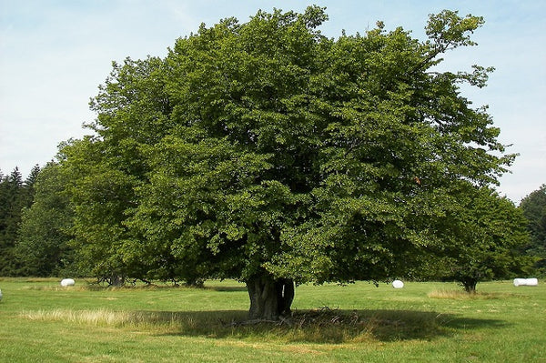 Carpe - Carpinus betulus - Abedulillo