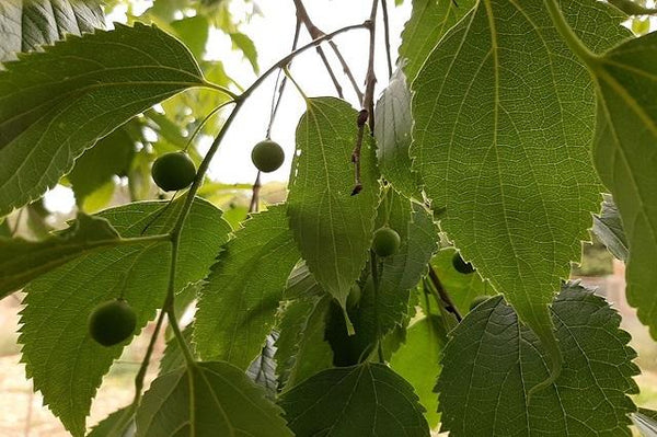 Almez - Celtis australis