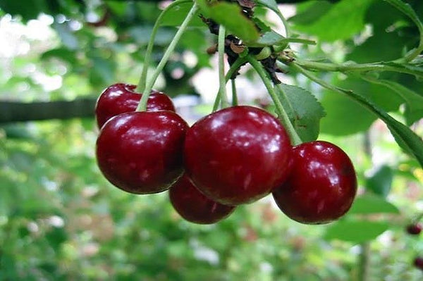 Cerezo Guindo ácido - Prunus cerasus