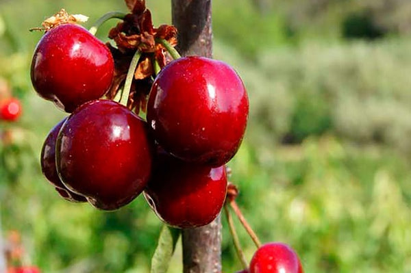Cerezo Rojo - Prunus avium