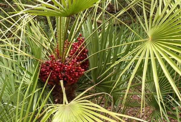 Palmito - Chamaerops humilis - Palmera enana