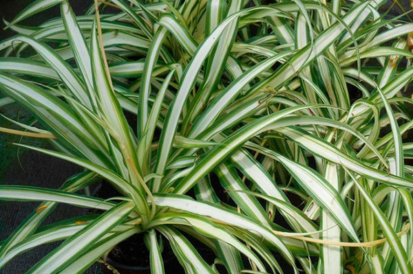 Cinta - Chlorophytum comosum