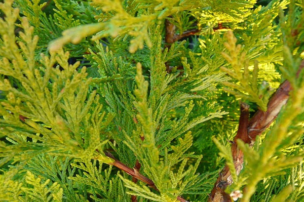 Ciprés híbrido de Leyland Gold Rider - Cupressocyparis leylandii