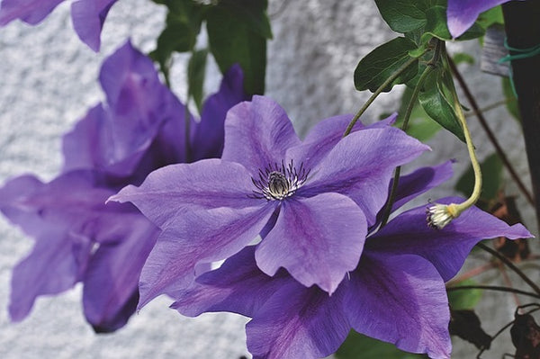 Clemátide - Clematis