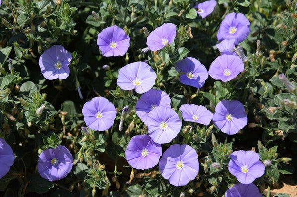 Campanilla azul - Convolvulus sabatius